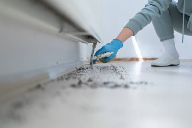 Wasp Removal Services in Malad City, ID